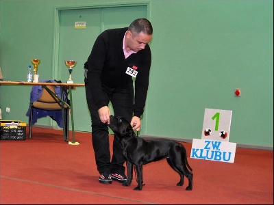 du Domaine d'Ishtar - 17ème Terriers Club Show en Pologne