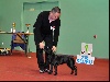  - 17ème Terriers Club Show en Pologne