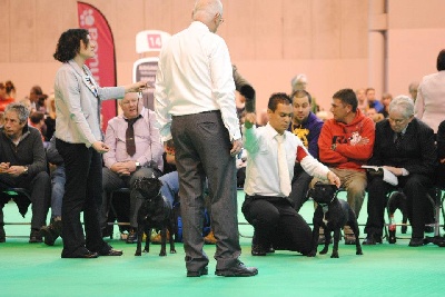 du Domaine d'Ishtar - CRUFTS 2013