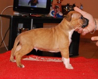 du Domaine d'Ishtar - American Staffordshire Terrier - Portée née le 07/09/2009