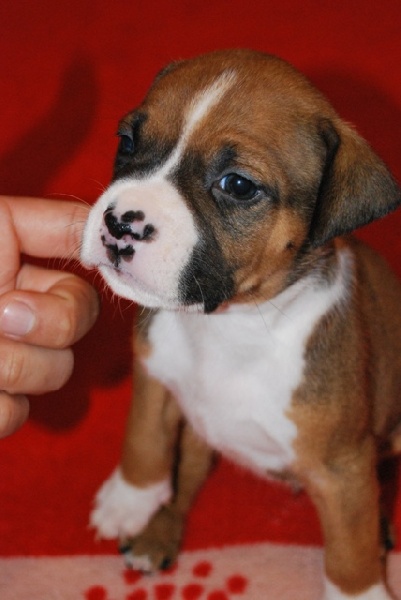 du Domaine d'Ishtar - American Staffordshire Terrier - Portée née le 07/09/2009